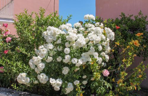 Gimari House | Nikolas House