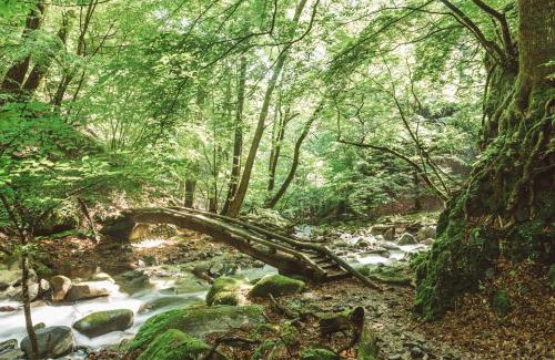 Kosuge Hotel | NIPPONIA Kosuge Village