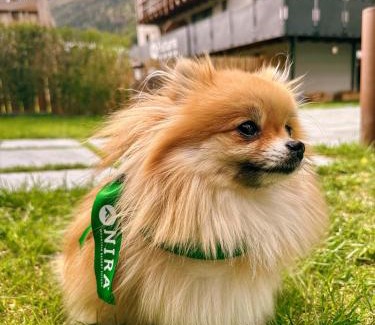 Isolaccia Apartment | Nira Mountain Resort Futura