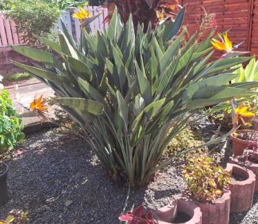 Saint-Andre Apartment | Notre Z'oiseau de Paradis