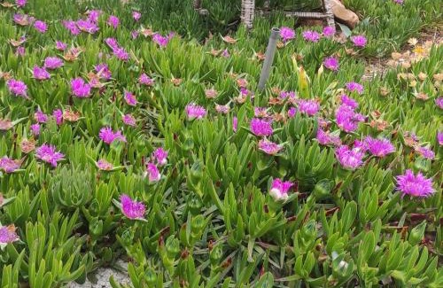 Cove Osibova (Milna) House | Obiteljska kuća za odmor Futura