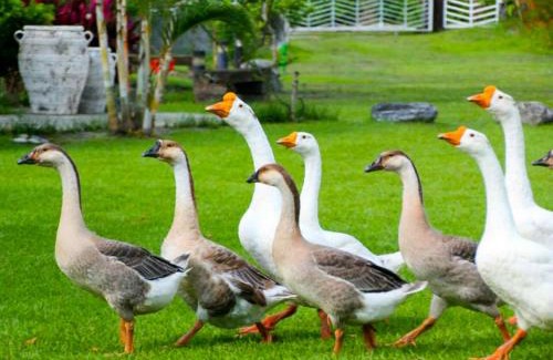 Fenglin House | Oliver Tree B&B