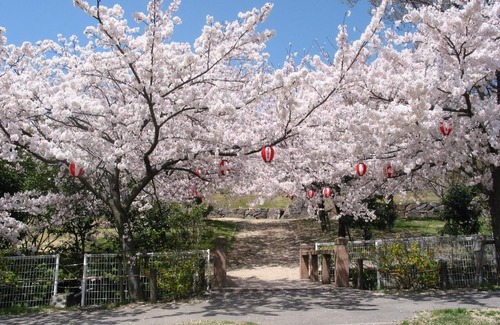 Shodoshima Cabin | Olivex Uchinomi