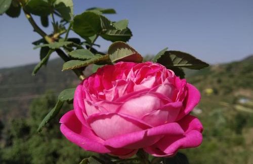 Naina Range House | Onces Upon A Forest, Pangot,Nainital 4BR Homeyhuts