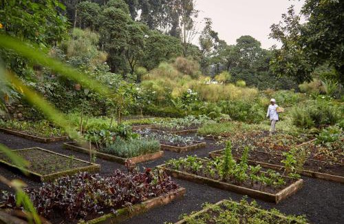 Kinigi Resort | One&Only Gorilla's Nest