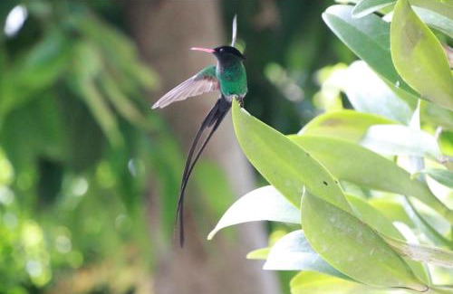 Norbrook House | Orchid Cottage