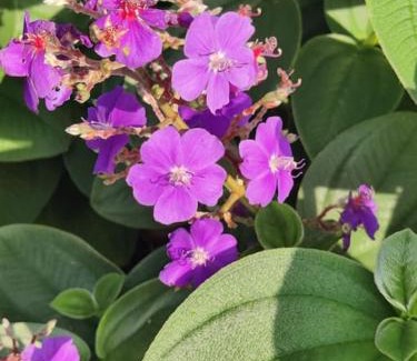 Madalena Villa | Pérola do Pico