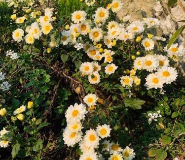 Yen Minh House | Pachidua Ecolodge