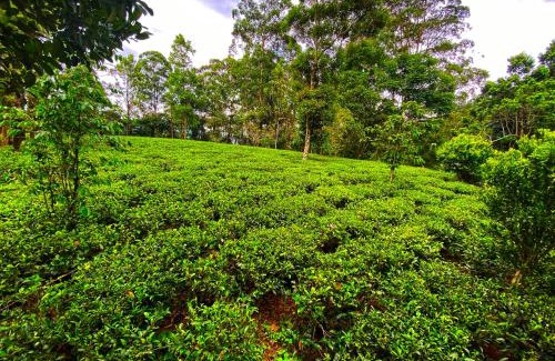 Hanguranketha House | Pekoe Path Lodge