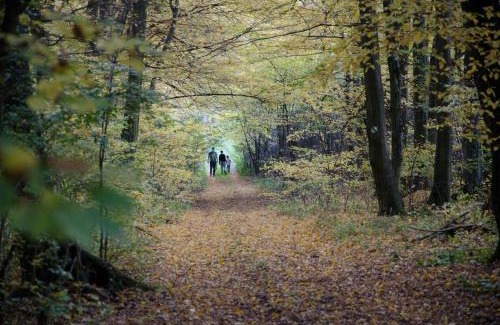 Kosice House | Penzión Skalná ruža - Kövirózsa panzió