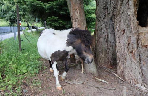 Mala Skala House | Penzion Jizera Malá Skála