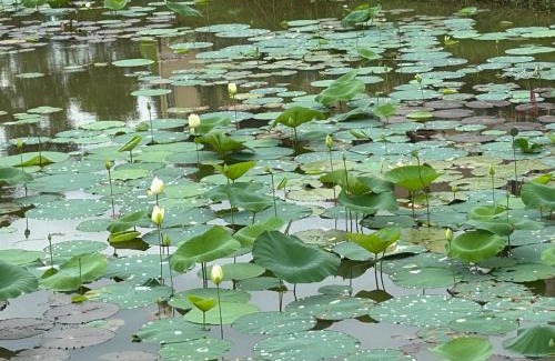 Thanh Thuy Cabin | Phòng Đôi tại Happy Villa - Vườn Vua gồm ăn sáng và ăn tối