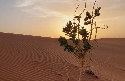 M'Hamid El Ghizlane Hotel | Planet Camp Désert Tours