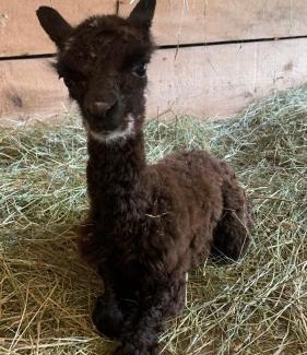 Jurgow House | Pokoje Gościnne Jurgowianka