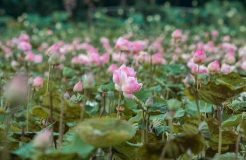 Russei Luk House | Pomelo Travel Outpost Cambodia ដំណាក់ភ្នំក្រោម