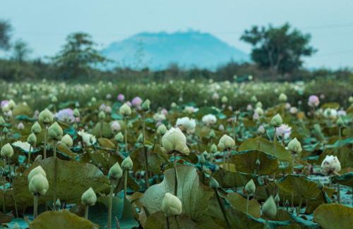 Russei Luk House | Pomelo Travel Outpost Cambodia ដំណាក់ភ្នំក្រោម