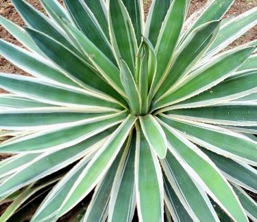 Moc Chau Cabin | Poong's Garden Mộc Châu