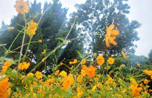 Moc Chau Cabin | Poong's Garden Mộc Châu