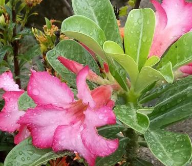Barra de Tabatinga Hotel | Pousada Cruzeiro dos Anjos