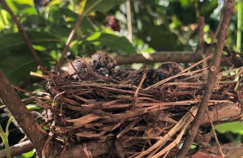Sao Pedro House | Pousada Estância Travessia