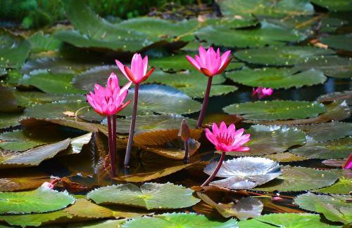 Cananeia Hotel | Pousada Recanto do Morro