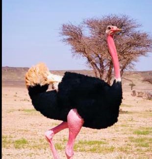 M'Hamid El Ghizlane House | Private Budget Tent Room M'Hamid