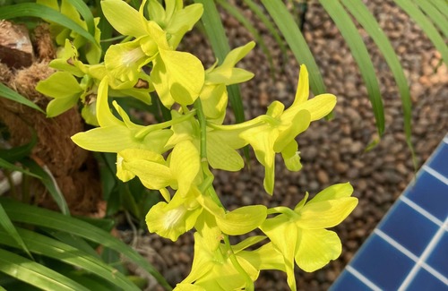 Pranburi Villa | Quiet luxury 5 min from 2 beaches w/green views & ocean breeze Kluai Mai Villa