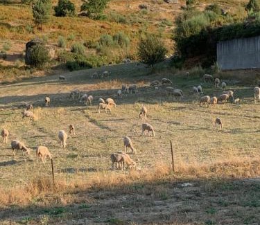 Trancoso House | Quinta das Covas - Trancoso