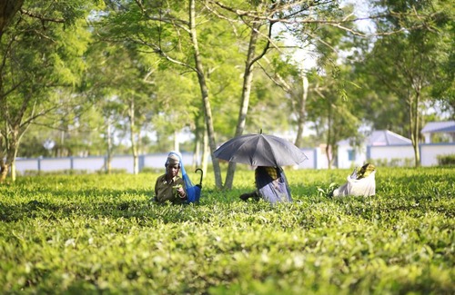 Uttar Kalamati Hotel | Ramsai Tea & Wildlife Resort