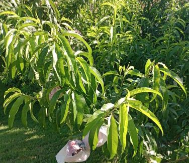 Maria da Fe Other | Recanto das Videiras