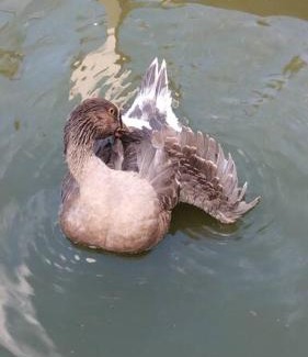 Rodeio House | Recanto Piava Timbó/Rodeio