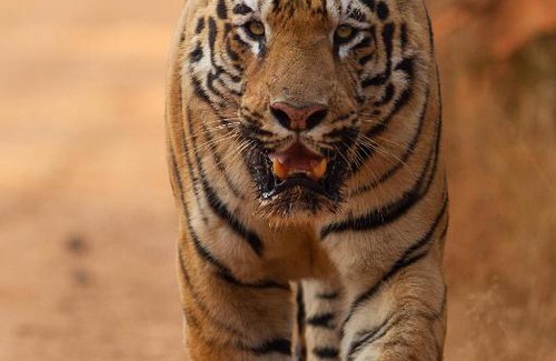 Chandrapur Hotel | Red Earth Tadoba