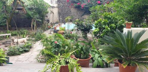 Ribeira Grande Bed & Breakfast | Residencial Bibi