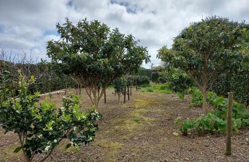 Santa Cruz das Flores Apartment | Retiro das Camélias 2