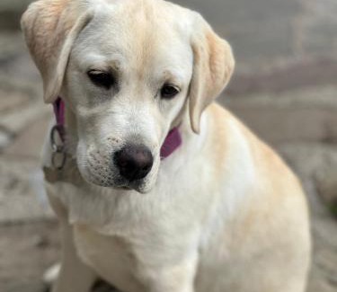 Fielis Hotel | Rifugio Fornas