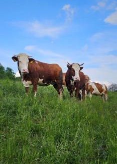 Fielis Hotel | Rifugio Fornas