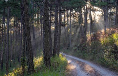 Da Lat Ski Chalet | Romantic house on a pine hill Dalat