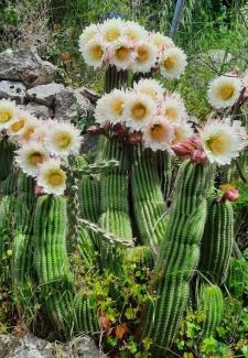 Seoca House | Rustic Home Grbalj