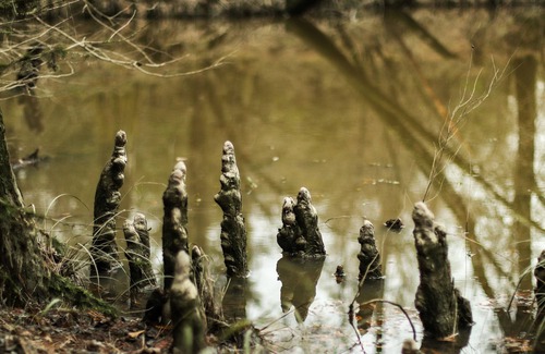 Mittie RV Rental | RV Slot Only with WiFi in charming Mittie. Near Kinder. Hunting and Fishing.