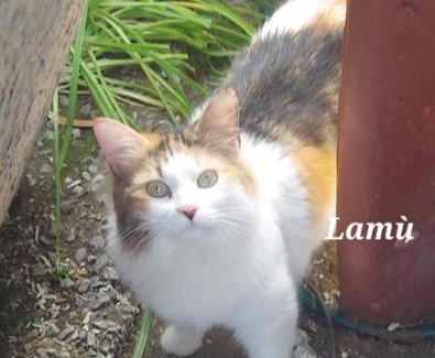 Iglesias Apartment | Sa domu 'e pisittu