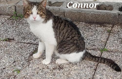 Iglesias Apartment | Sa domu 'e pisittu