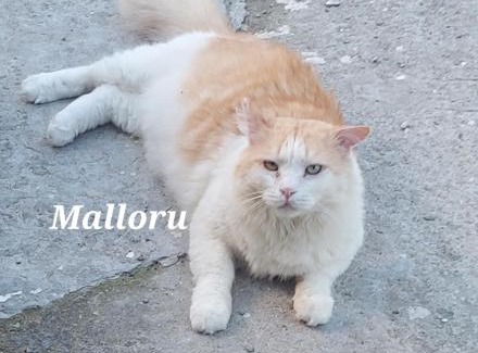 Iglesias Apartment | Sa domu 'e pisittu