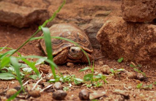 Taita Hills Other | Safari Bubbles