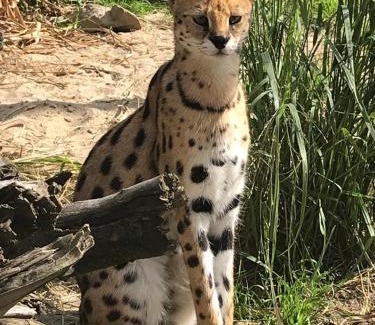 Wisla Bed & Breakfast | SAFARI HOUSE - Wisła