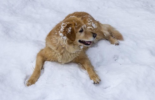 Chail Villa | SaffronStays Ekam, Chail - forest villa near Chail cricket ground