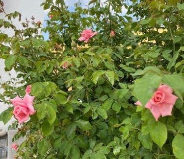 Junnar Hotel | Sai Samata Lodging Boarding