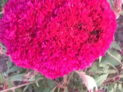 Mueang Ngai House | Saithonghouse the garden