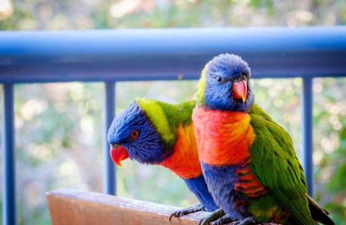 Currumbin Apartment | Sanctuary Lake Apartments