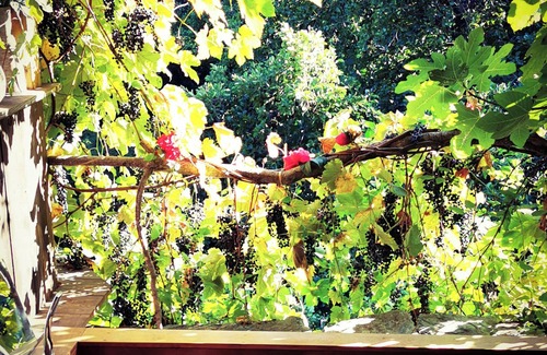 San-Martino-di-Lota Cabin | Sans Murs Dans la Nature