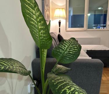 Pirot Apartment | Sava lux apartman